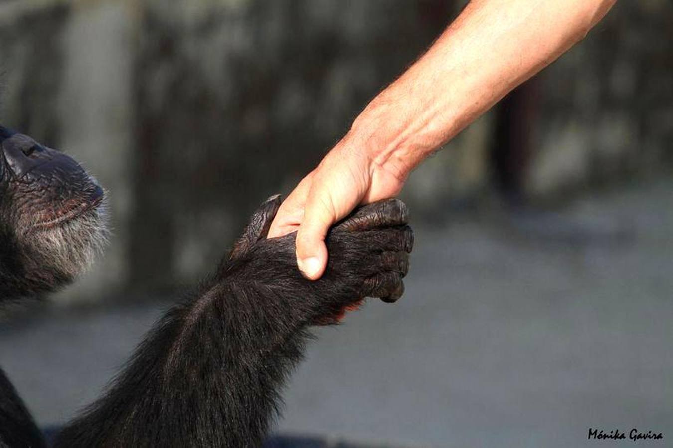 La chimpancé Gina, junto al director de Mundopark, Juan Luis Malpartida