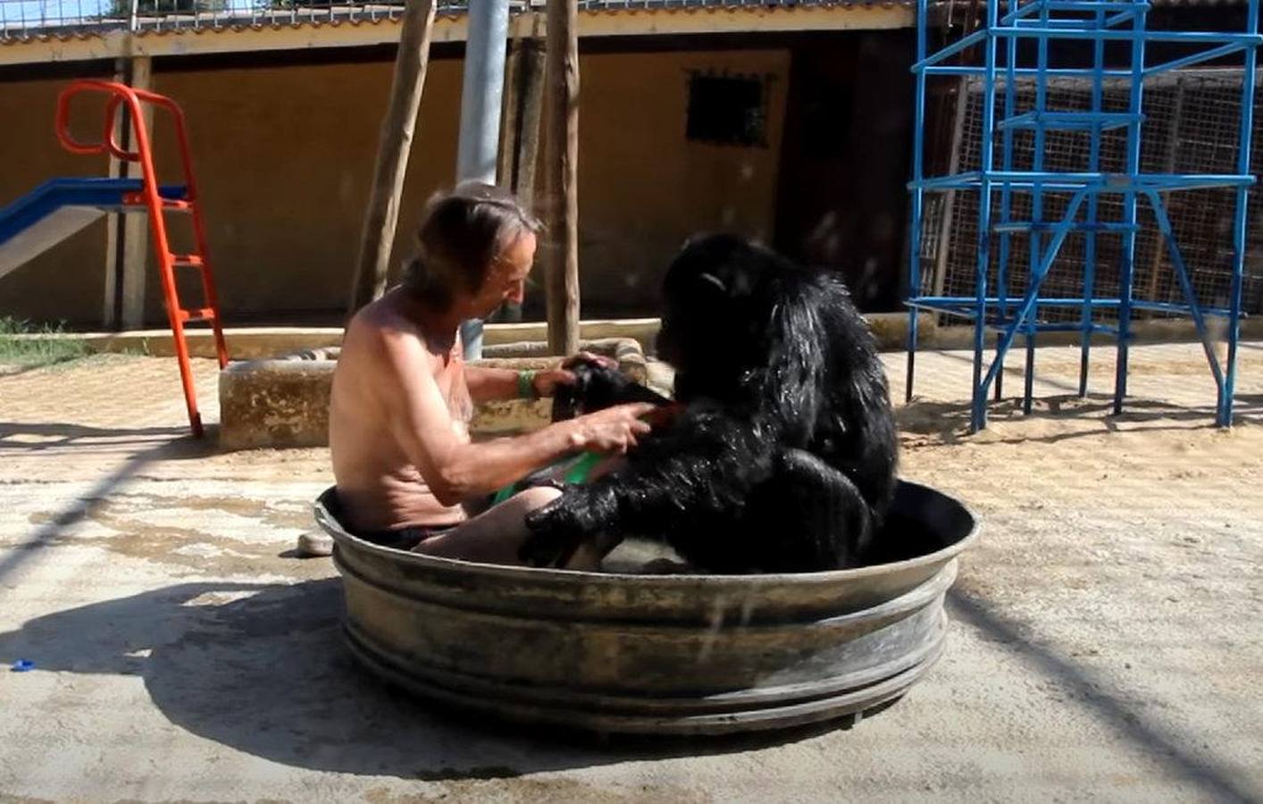 La chimpancé Gina, junto al director de Mundopark, Juan Luis Malpartida