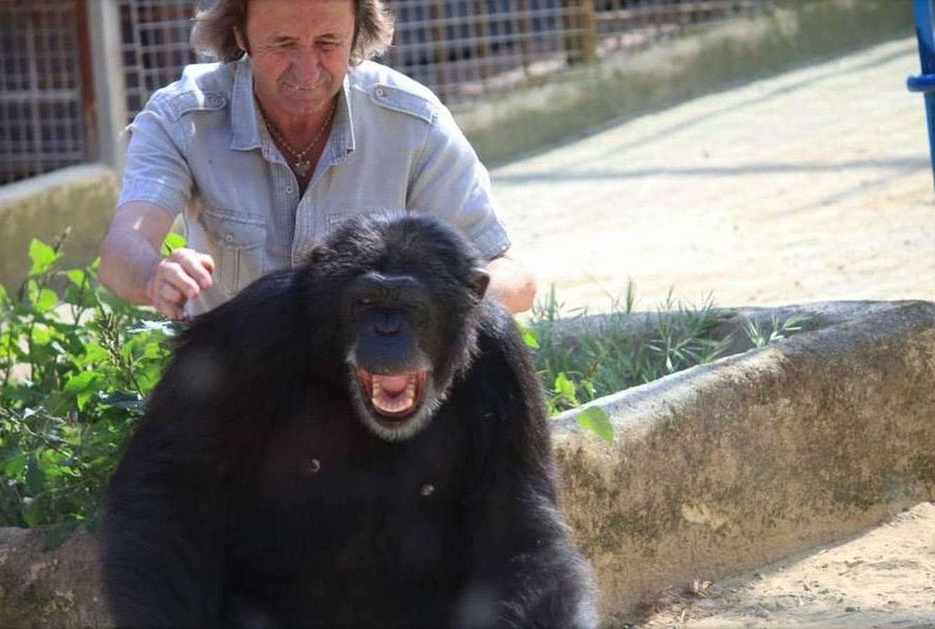 La chimpancé Gina, junto al director de Mundopark, Juan Luis Malpartida