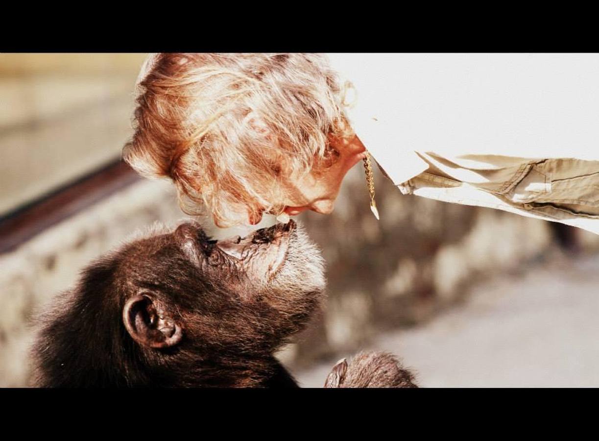 La chimpancé Gina, junto al director de Mundopark, Juan Luis Malpartida