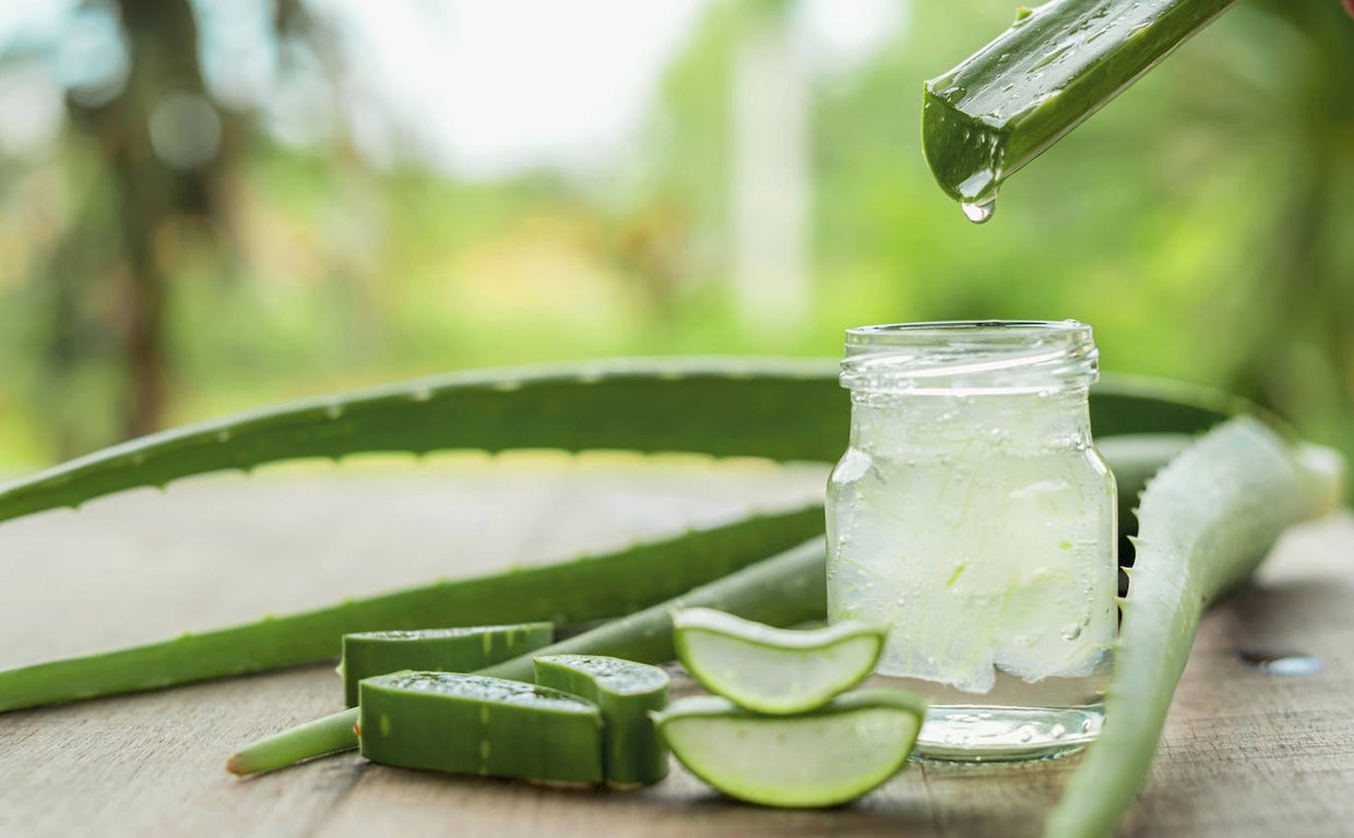 Los usos del aloe vera ms all del dermatolgico