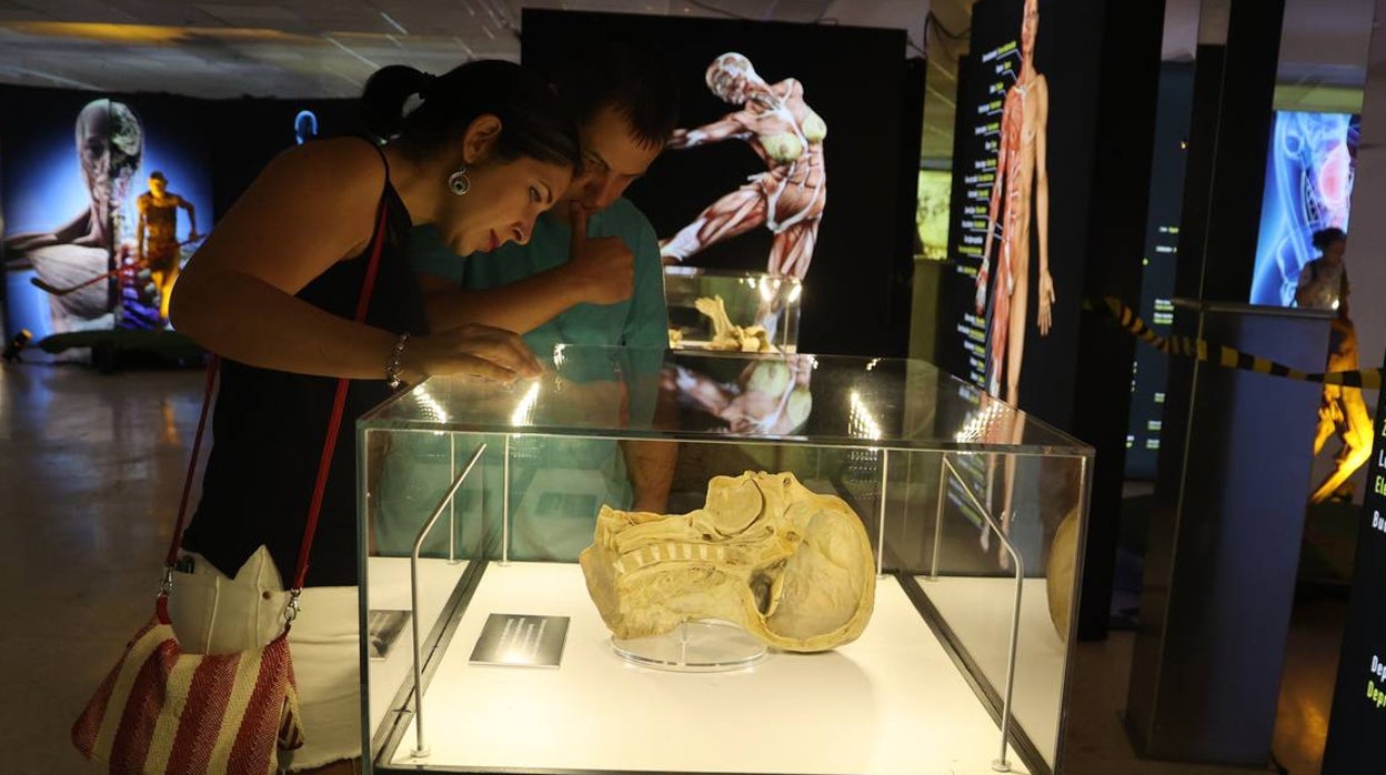 Exposición 'Bodies', ver lo que la piel esconde