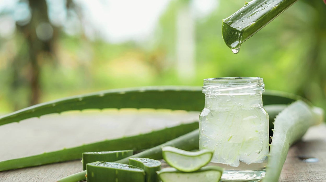 Los usos del aloe vera más allá del dermatológico