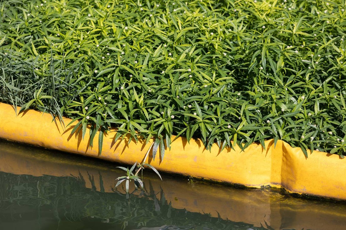 Las imágenes de la nueva planta invasora que amenaza al Guadalquivir