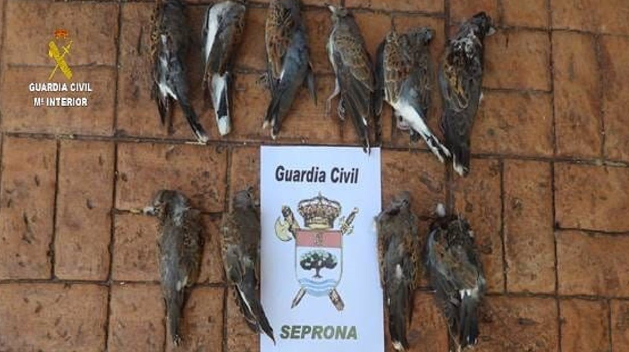 Siete cazadores denunciados en la Sierra Morena de Sevilla, tres de ellos por matar especies amenazadas