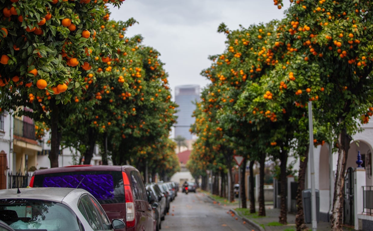 Naranjos en Sevilla