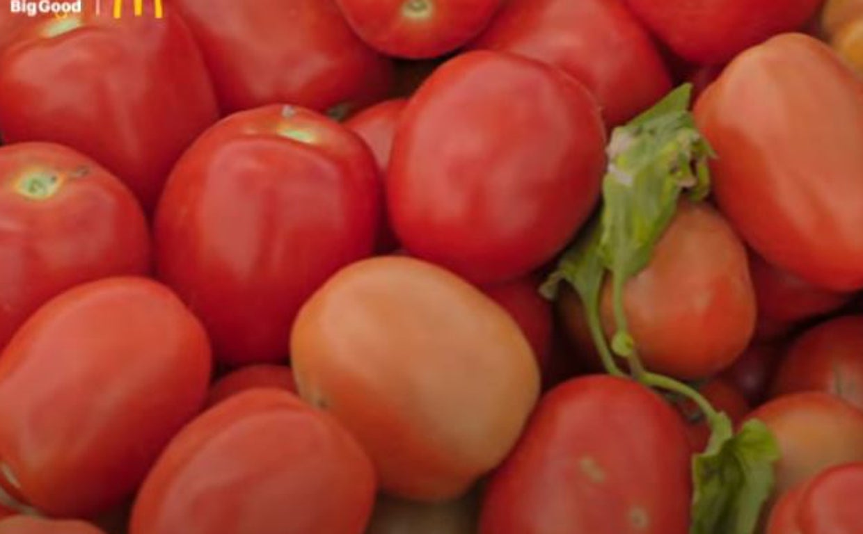 Imagen de los tomates de la explotación agrícola de La Rinconada