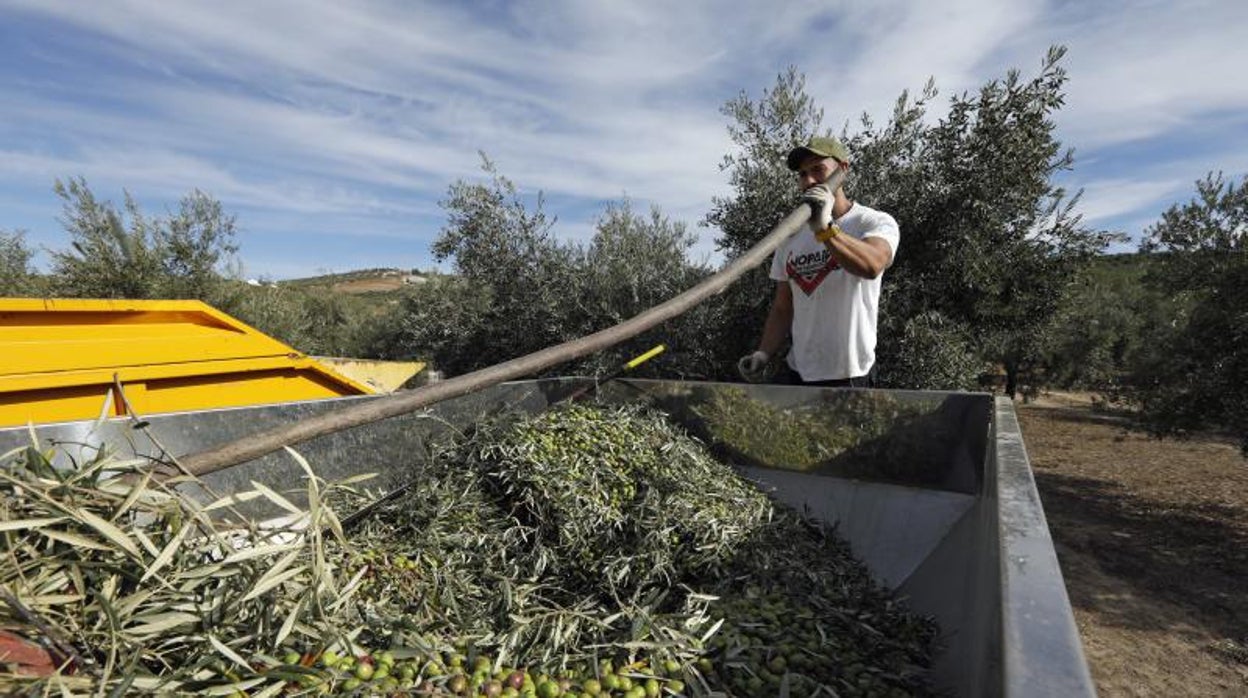 El Gobierno rebaja a 10 el número de peonadas necesarias para acceder al subsidio por desempleo o renta agraria en Andalucía