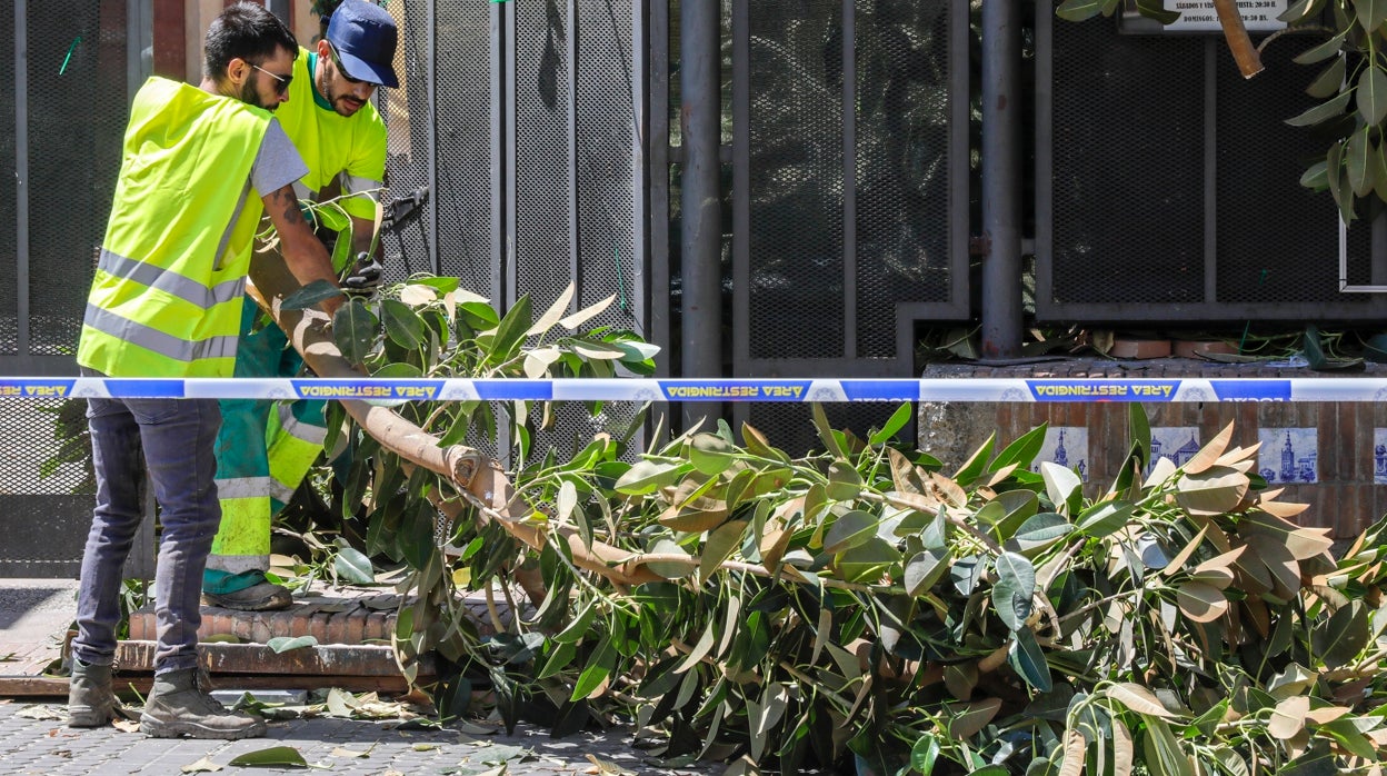 La mujer herida por una rama del ficus reclama indemnizaciones al Ayuntamiento y la parroquia