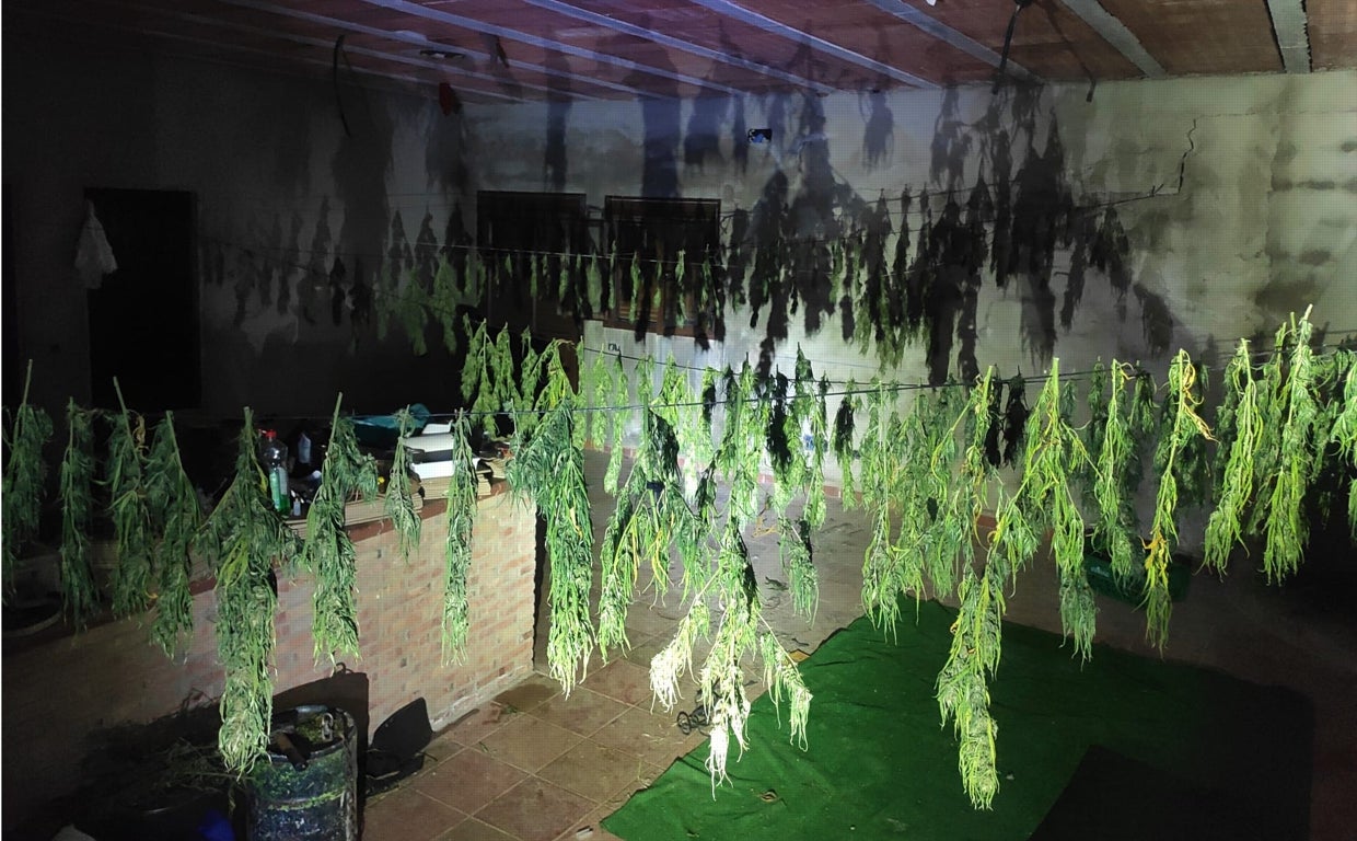 Marihuana intervenida en una vivienda en Pruna