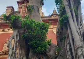 El Ayuntamiento propone encargar a un organismo científico una solución para el ficus de San Jacinto