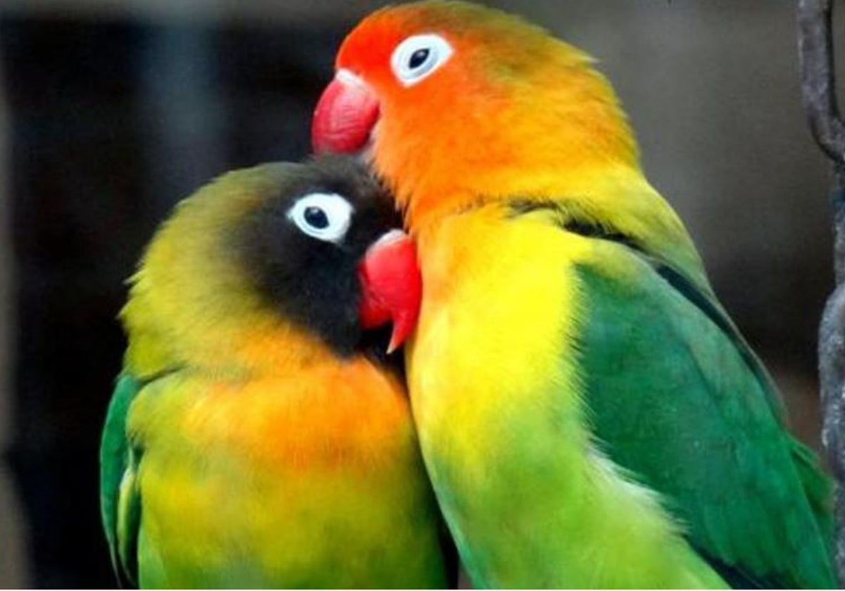 Pareja de inseparables