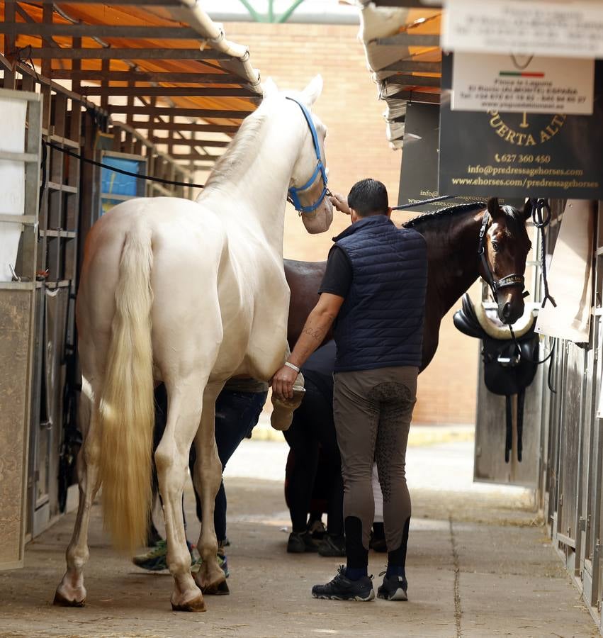Ambiente este martes de la primera jornada del Salón Internacional del Caballo (Sicab)