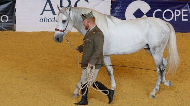 Gloria a la Yeguada Militar, sublimación de la más pura estirpe española