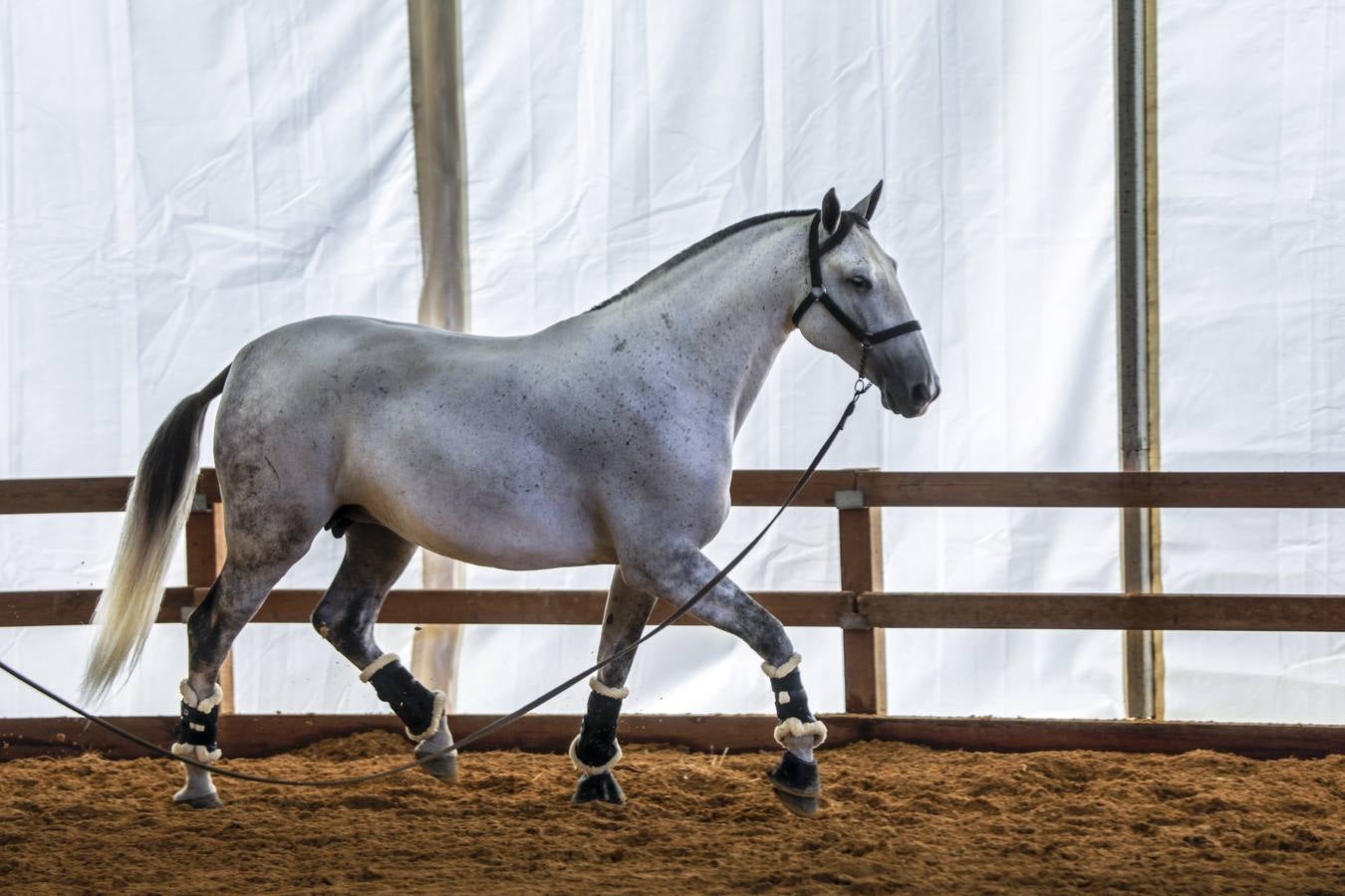 La muestra recibió este sábado mucho público, que disfrutó de la belleza de los caballos de pura raza española 