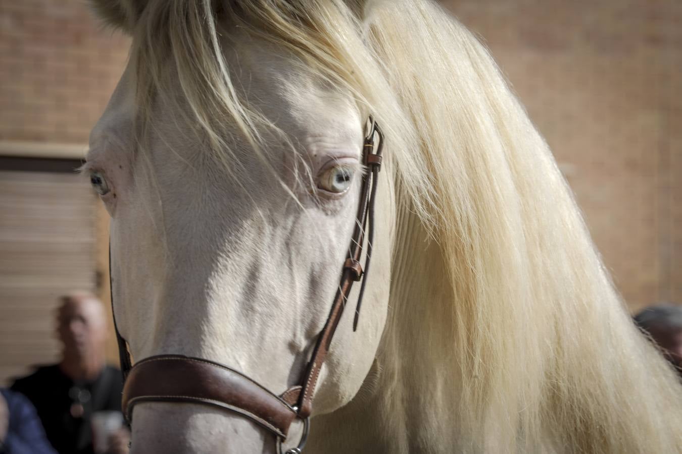 La muestra recibió este sábado mucho público, que disfrutó de la belleza de los caballos de pura raza española 