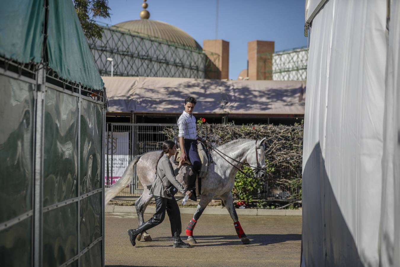 La muestra recibió este sábado mucho público, que disfrutó de la belleza de los caballos de pura raza española 