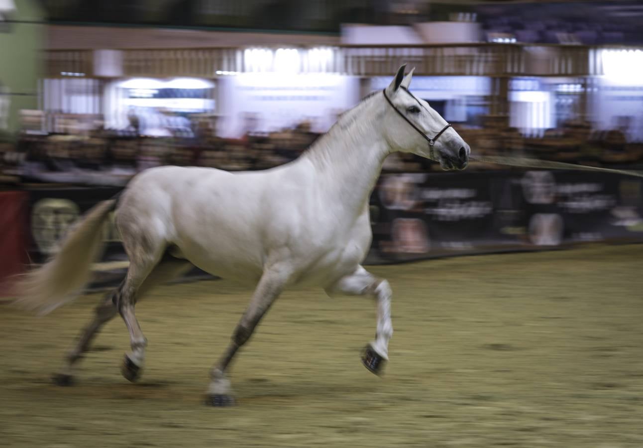 La muestra recibió este sábado mucho público, que disfrutó de la belleza de los caballos de pura raza española 