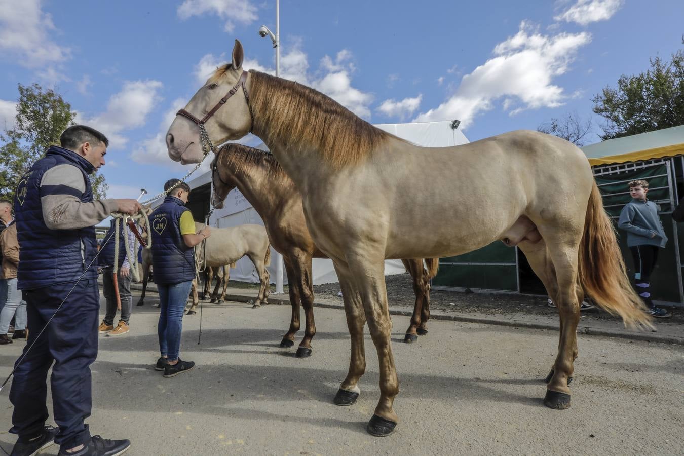 La muestra recibió este sábado mucho público, que disfrutó de la belleza de los caballos de pura raza española 