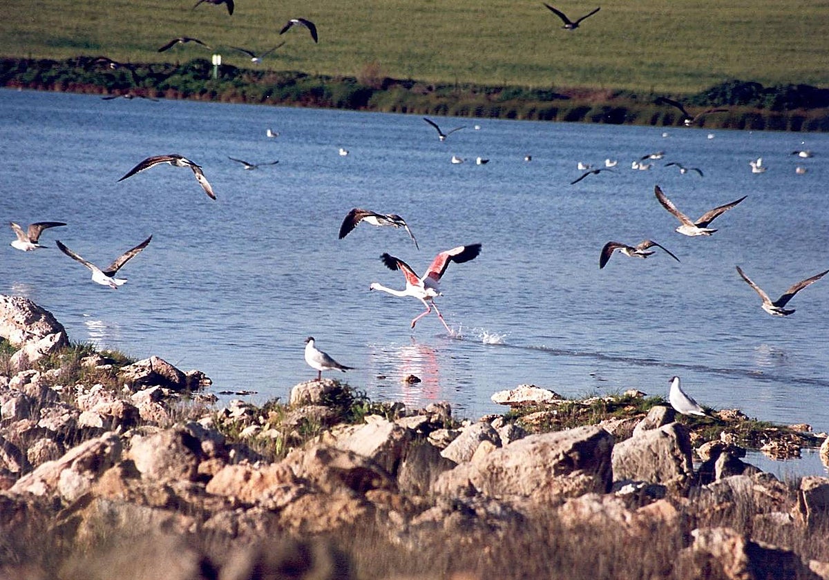 La laguna de La Ballestera, en el término municipal de Osuna