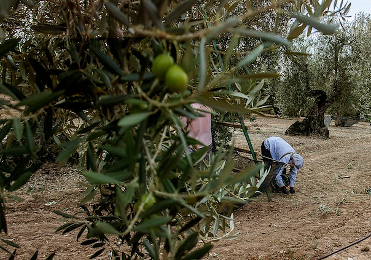 Los precios de las materias primas agrícolas se mantendrán altos en 2023