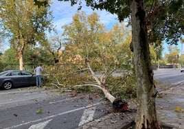 Cae una rama de gran tamaño de un árbol de la avenida de la Borbolla