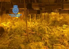Envían a prisión al dueño de 1.200 plantas de marihuana ocultas en una parcela de Alcalá de Guadaíra