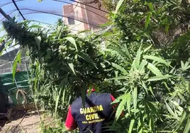 La Guardia Civil detiene a 49 personas en nueve pueblos de Sevilla por cultivo de marihuana