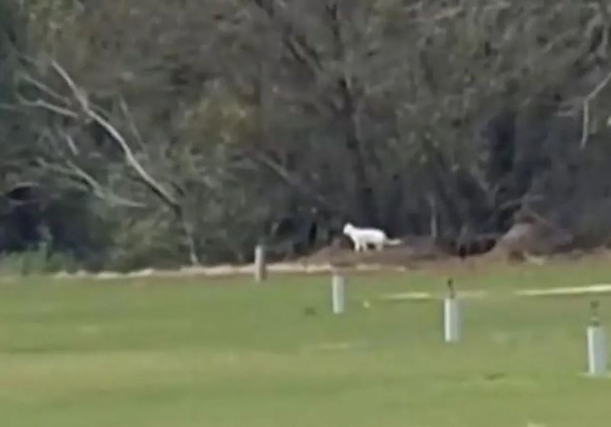 Captura del vídeo en el que se aprecia al felino blanco