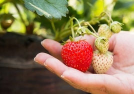 Las plazas de peón agrícola con incorporación inmediata que aún siguen vacantes en Huelva