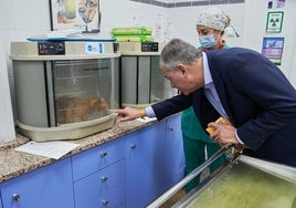 José Luis Sanz proyecta un nuevo zoosanitario dentro de su propuesta 'Sevilla ciudad amiga de los animales'