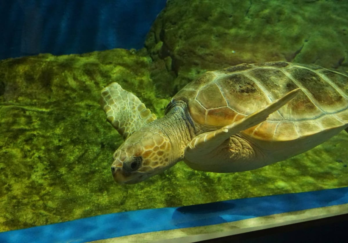 Acuarios para tortugas: todo lo que debes saber