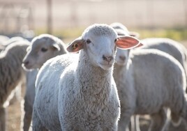 ¿Puede la viruela ovina saltar a los humanos? Qué es y cómo se contagia