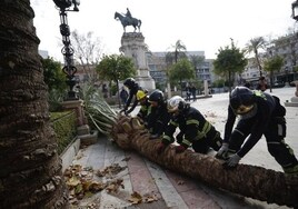 Se cae una palmera de grandes dimensiones en la Plaza Nueva de Sevilla