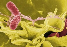 Salud investiga un brote de salmonella en Gerena tras el consumo de carne blanca