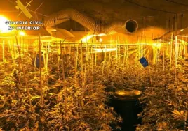 La Guardia Civil desmantela una plantación de marihuana en Lantejuela