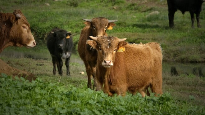 Becerros de la ganadería de Juan Pedro Domecq