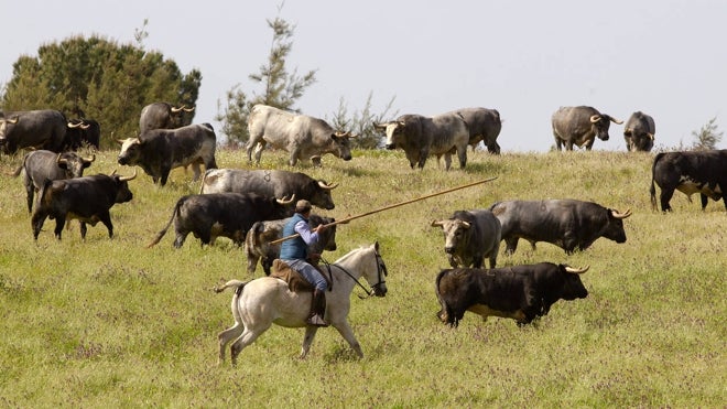 Los toros de La Quinta, de encaste Santa Coloma, pastando en la dehesa