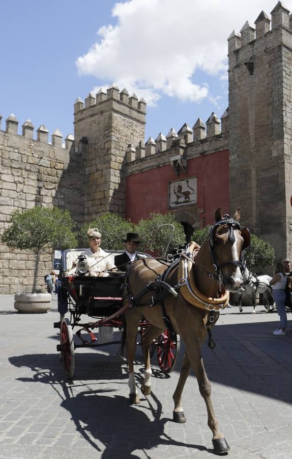 Participantes en el XI Campeonato Internacional de Enganches de Tradición (CIAT) y la Copa de Naciones, en la Plaza de España