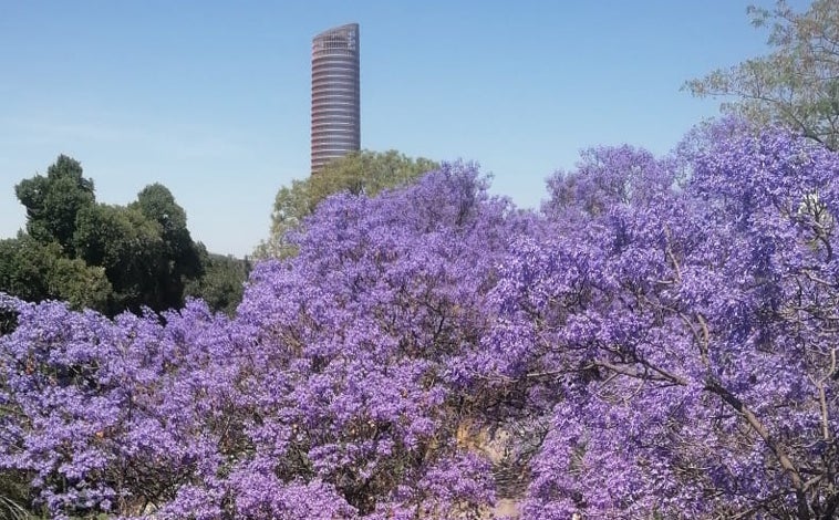 Imagen principal - Floración de las jacarandas en la primavera sevillana 2023
