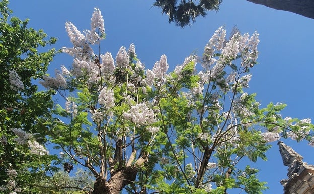 Jacaranda blanca en el exterior del Rectorado hispalense
