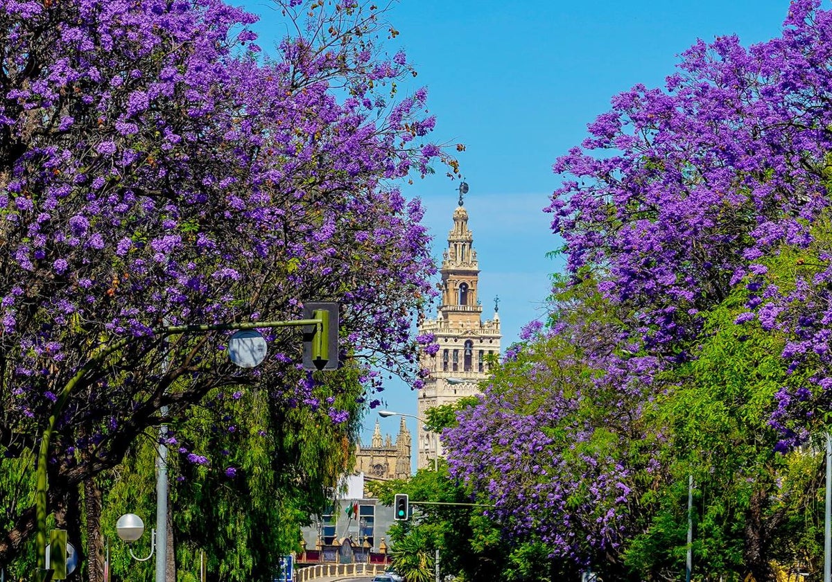 Curiosidades de Sevilla: ¿Sabías que hay una jacaranda que no es de color morado?