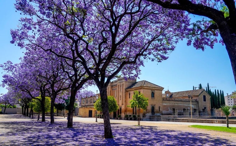 Imagen principal - La floración de la jacaranda se produce dos veces al año en otoño y primavera