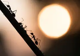 ¿Cómo puedes acabar con las hormigas en casa para siempre?
