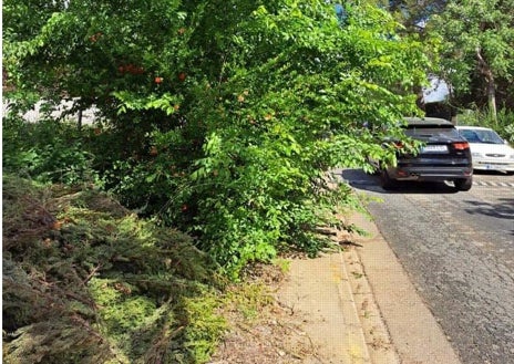 Imagen secundaria 1 - Arriba, la mayoría de las aceras de Simón Verde sufre deterioro, sin que sean reparadas por los ayuntamientos de Gelves y Mairena del Aljarafe. Abajo, a la izquierda, falta de poda en las calles de la barriada, y a la derecha, la suciedad de acumula.