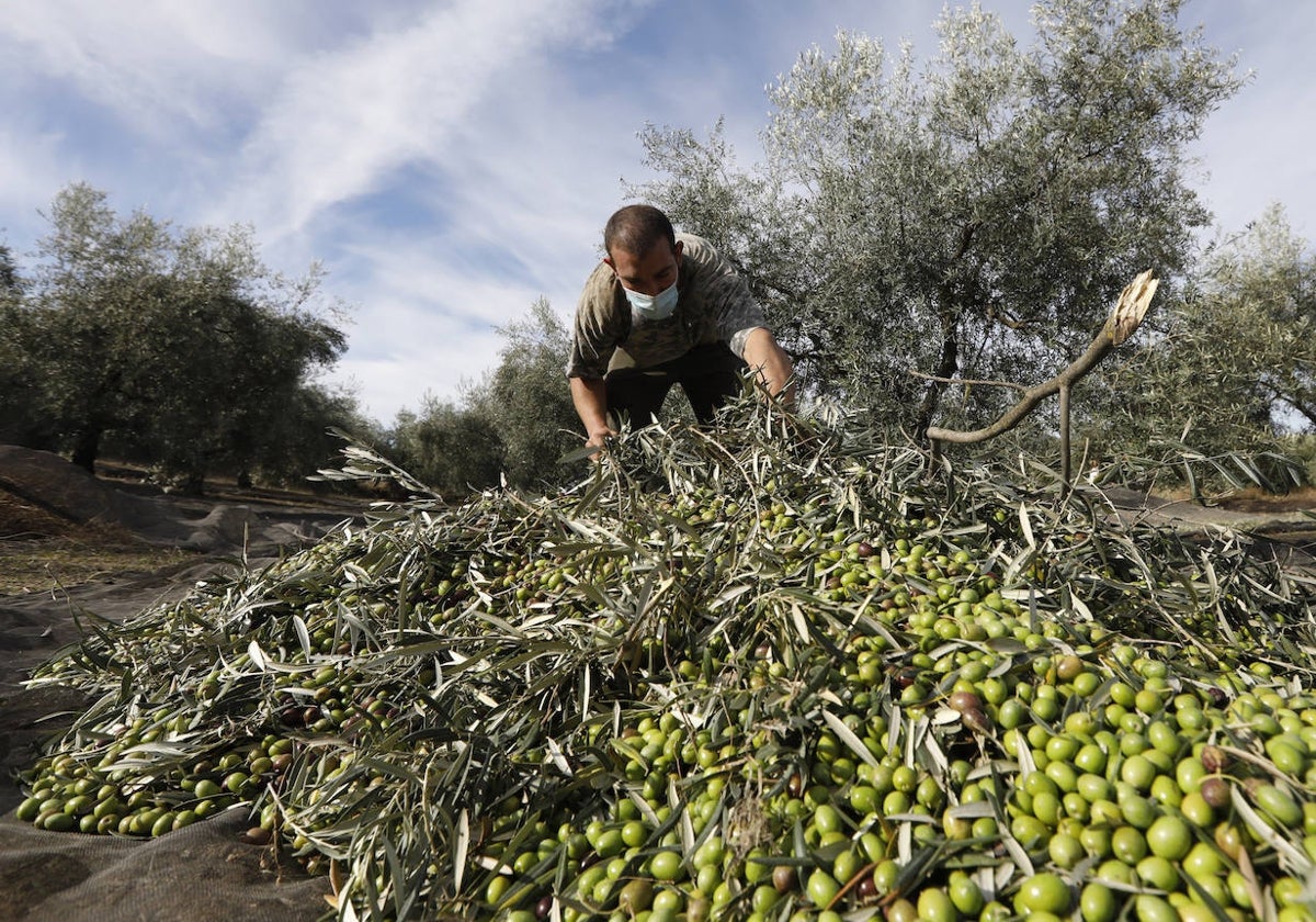 Con los residuos de explotaciones ganaderas y agrícolas, Andalucía podría producir 23,6 tWh/año de biotemetano, el 47% de la demanda de la región