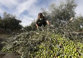Andalucía podría albergar 334 plantas de biometano aprovechando residuos agrícolas y ganaderos