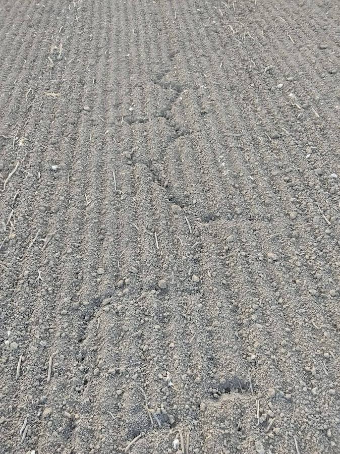 El estado actual del agro sevillano, donde los agricultores no han podido sembrar debido a la sequía