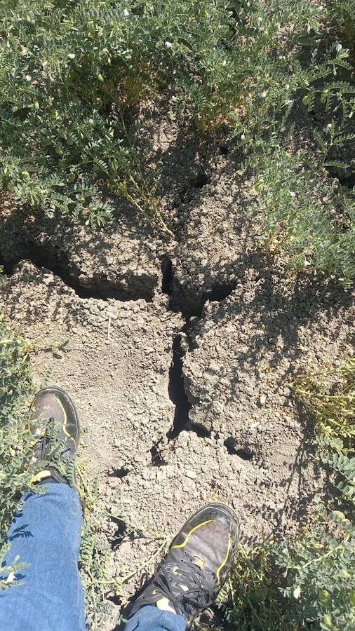 El estado actual del agro sevillano, donde los agricultores no han podido sembrar debido a la sequía