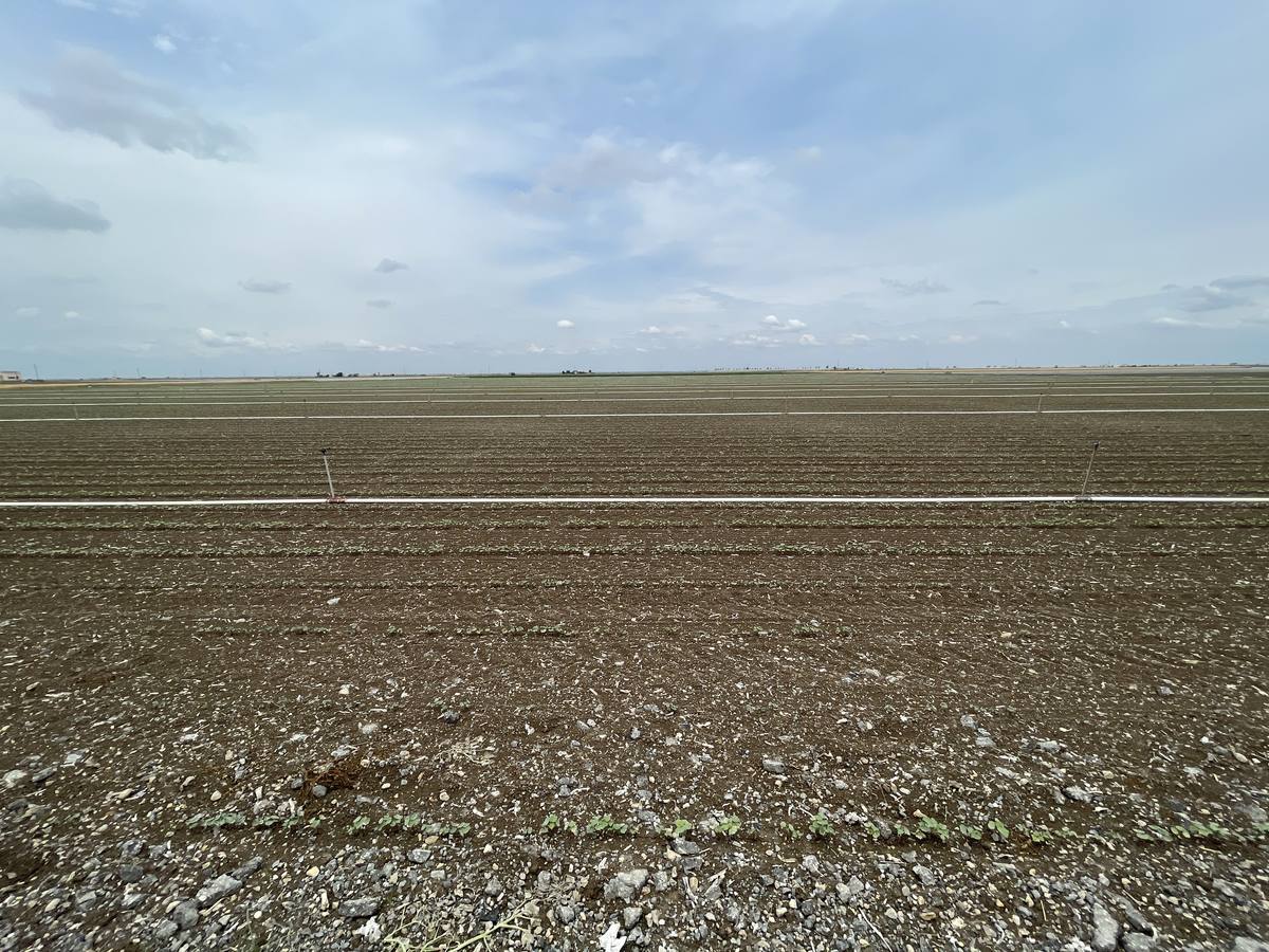 El estado actual del agro sevillano, donde los agricultores no han podido sembrar debido a la sequía